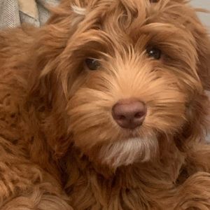 Meet your Posher, Annie